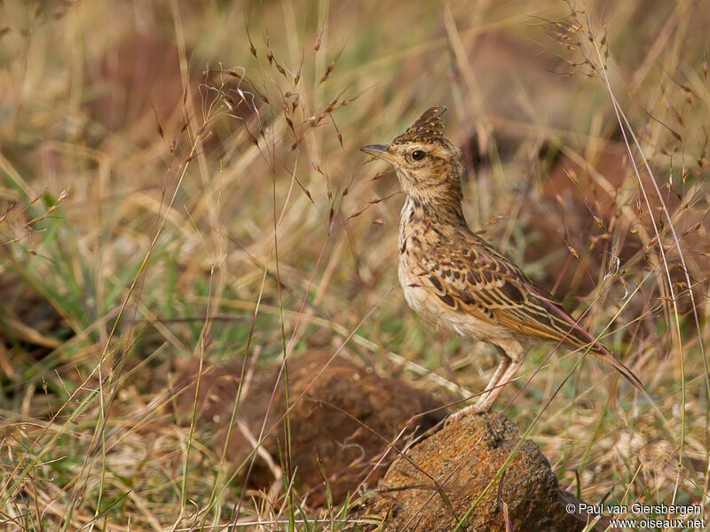 Cochevis de Malabar