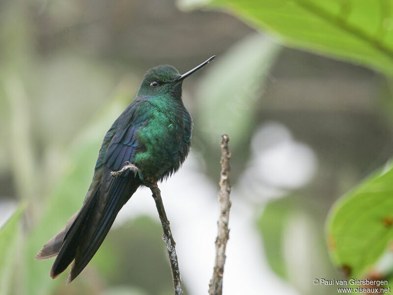 Colibri à ailes saphir