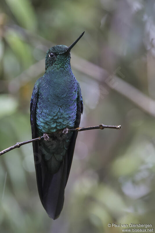 Great Sapphirewing male adult