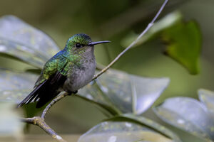 Colibri à calotte violette