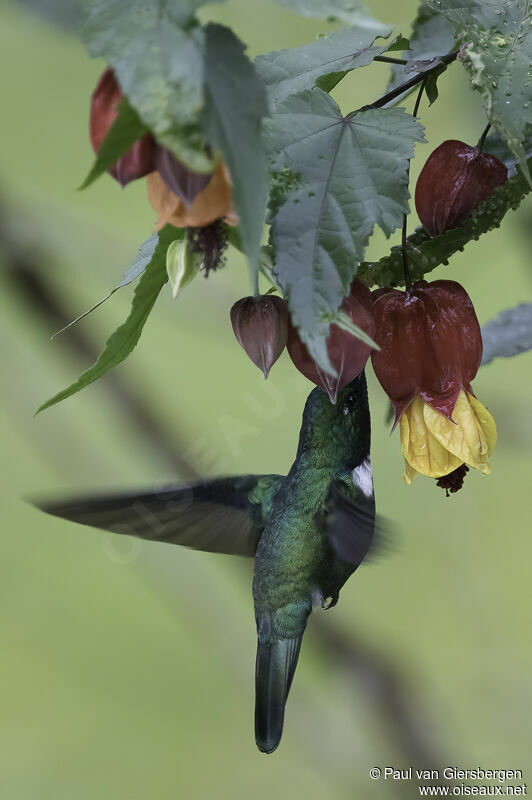 Colibri à collier blancadulte