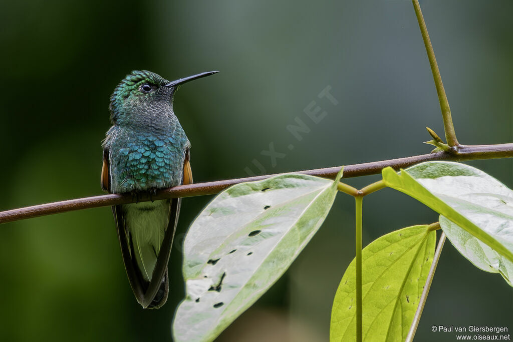 Colibri à épaulettesadulte