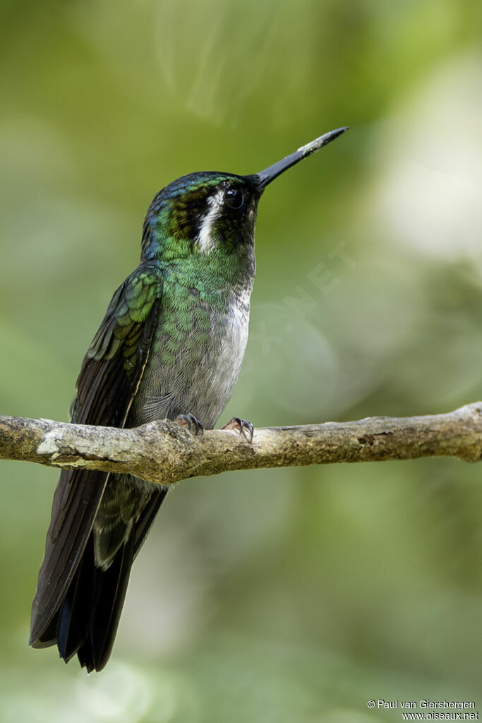 Colibri à gorge pourprée mâle adulte