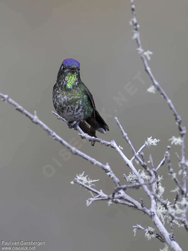 Purple-backed Thornbill male adult, close-up portrait