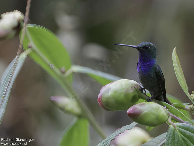 Green-backed Hillstaradult, habitat, pigmentation