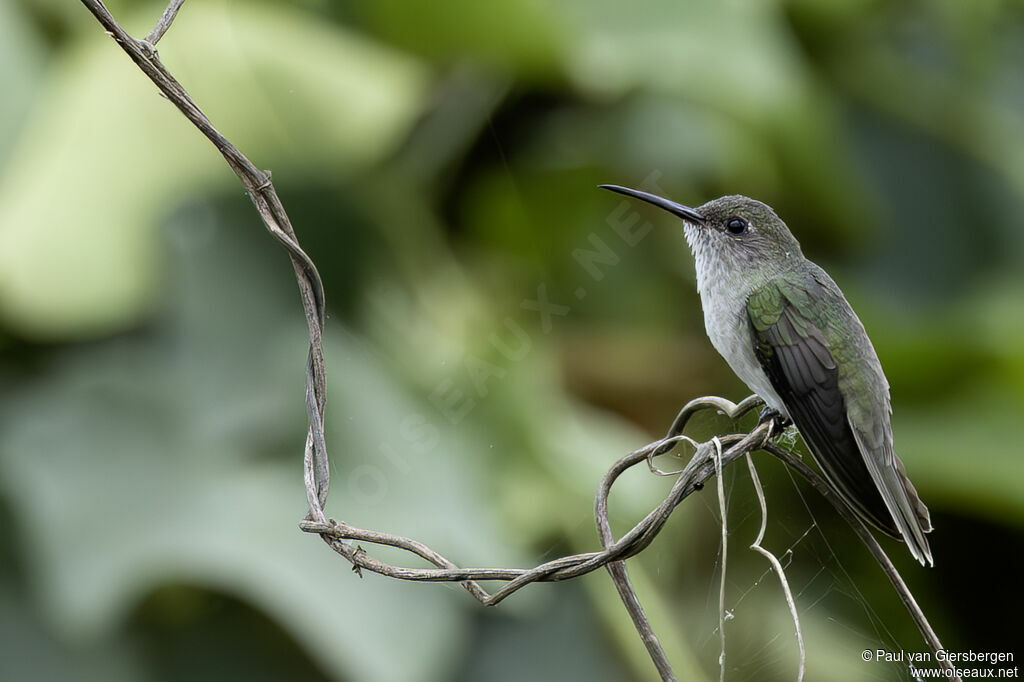 Colibri à queue verteadulte