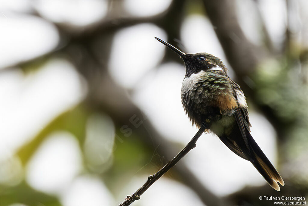 Colibri ardent mâle adulte
