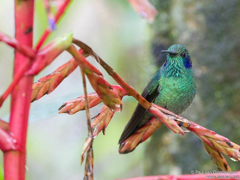 Colibri cyanote