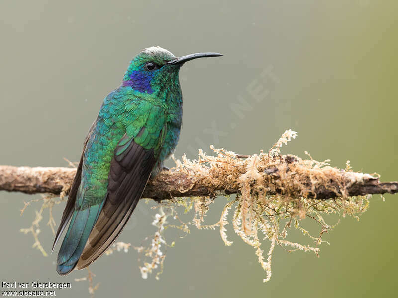 Colibri cyanoteadulte, identification