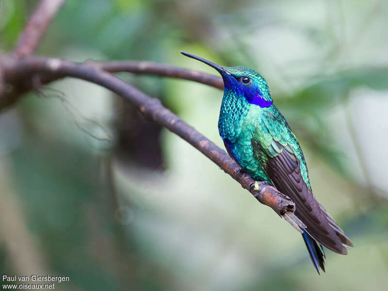 Colibri d'Anaïs