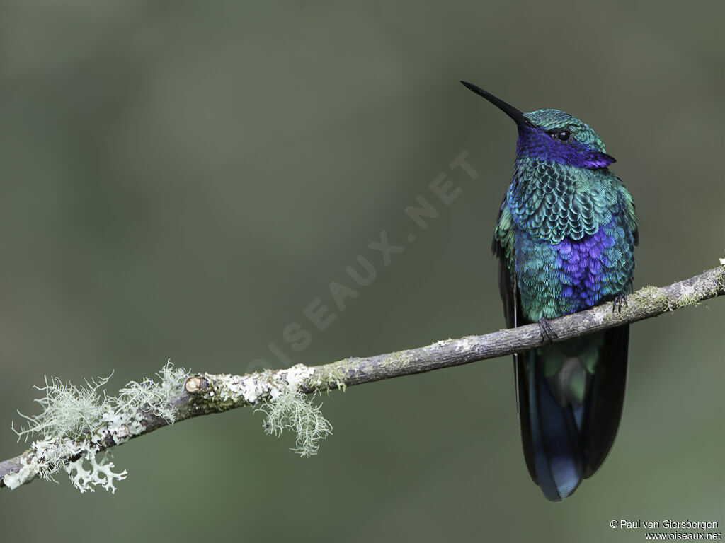 Colibri d'Anaïs