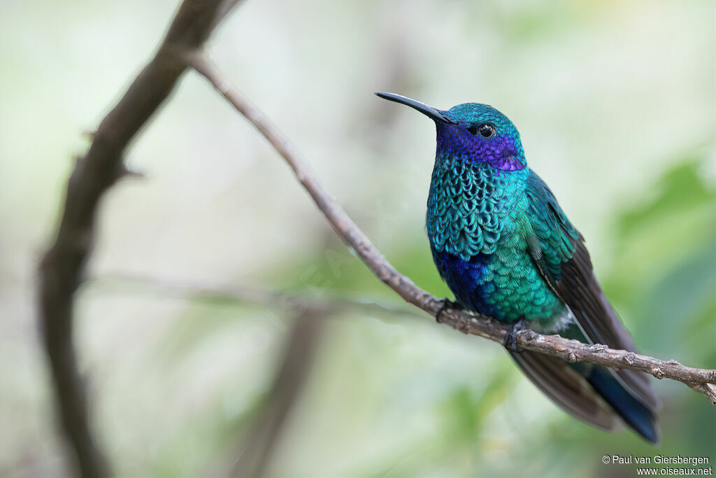 Colibri d'Anaïs