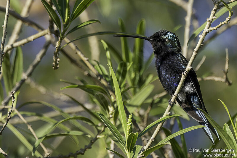 Blue-tufted Starthroat male adult