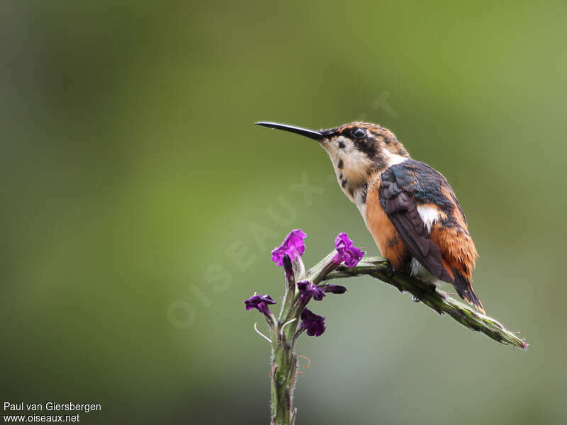 Colibri d'Héliodore
