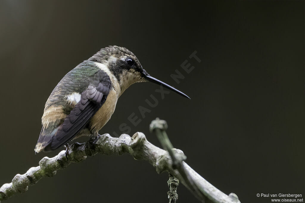 Colibri d'Héliodore