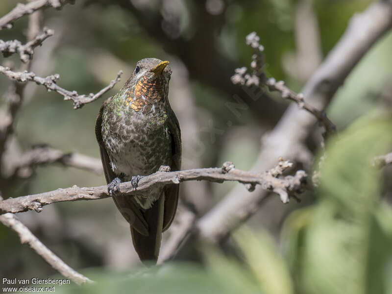 Colibri de Bourcier mâle adulte, portrait