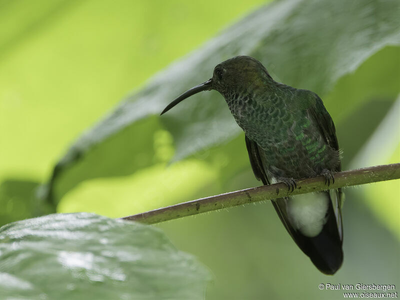 Colibri de Buffonadulte