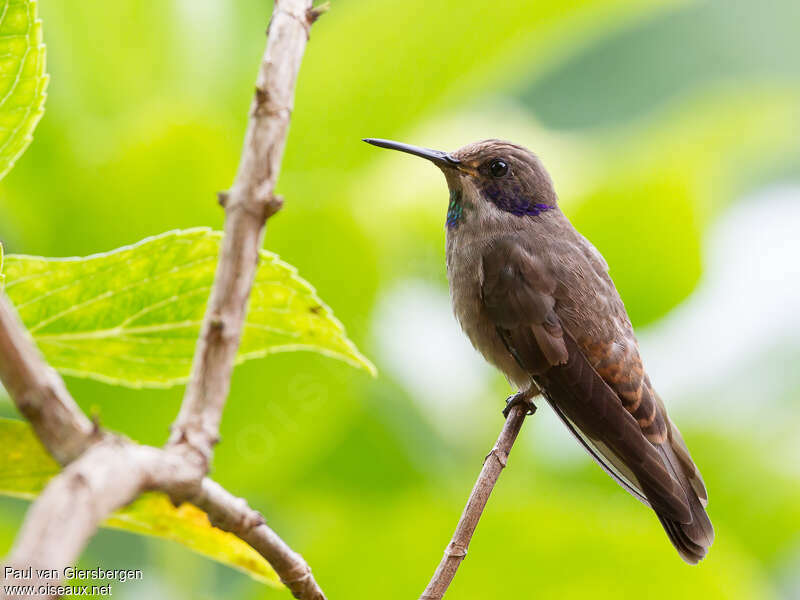 Brown Violetearadult