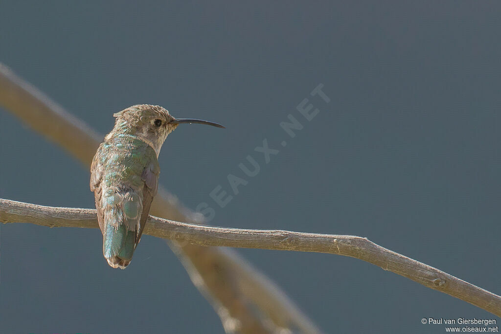 Colibri de Fanny