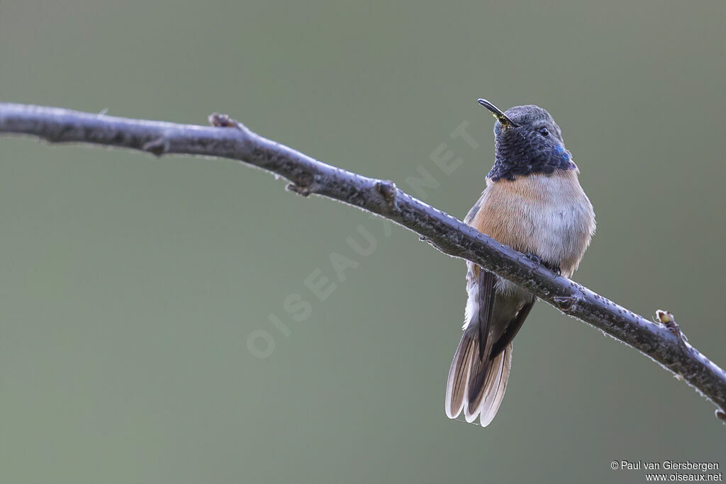 Colibri de Fanny