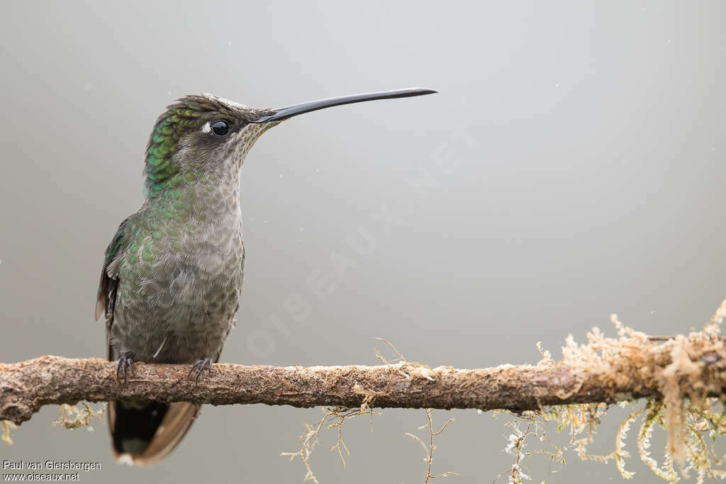 Colibri de la Talamanca