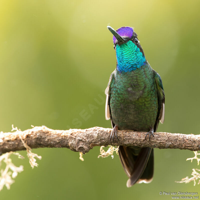 Colibri de la Talamanca