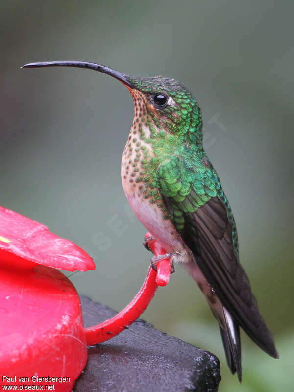 Colibri de Lafresnaye femelle adulte, identification