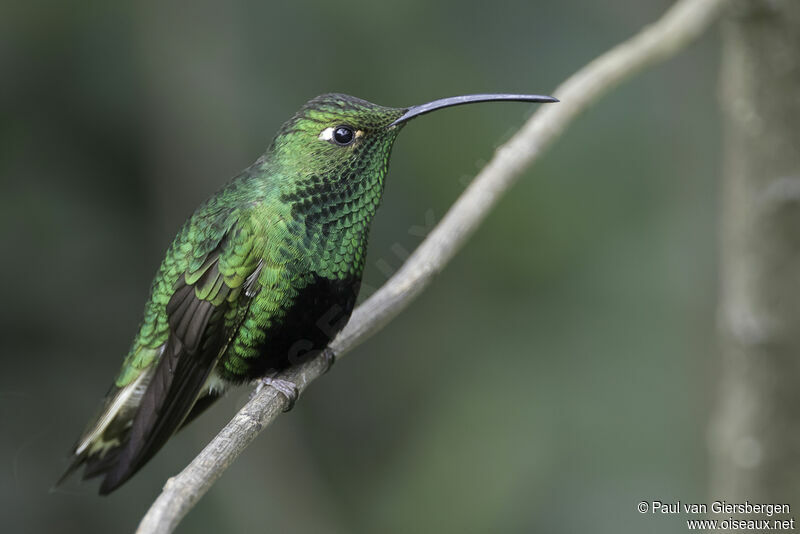 Mountain Velvetbreast male adult