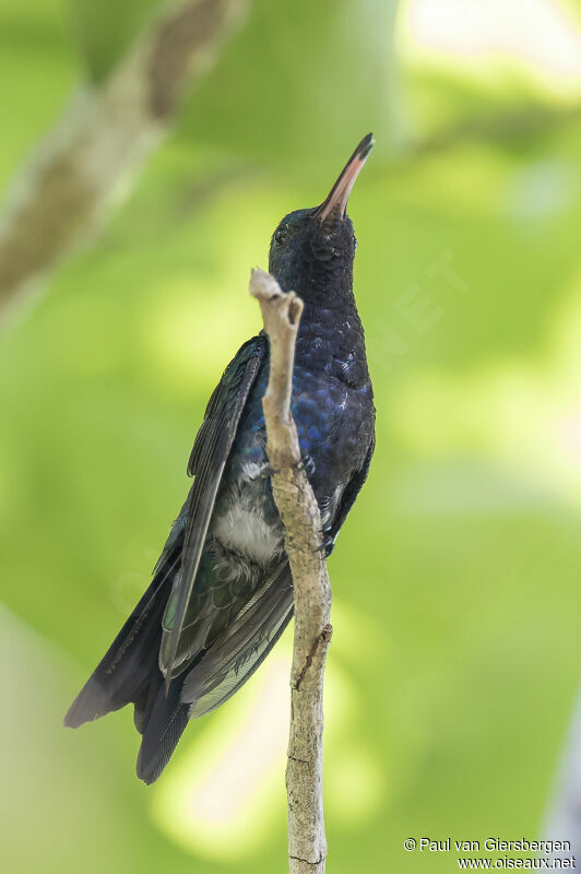 Sapphire-bellied Hummingbirdadult