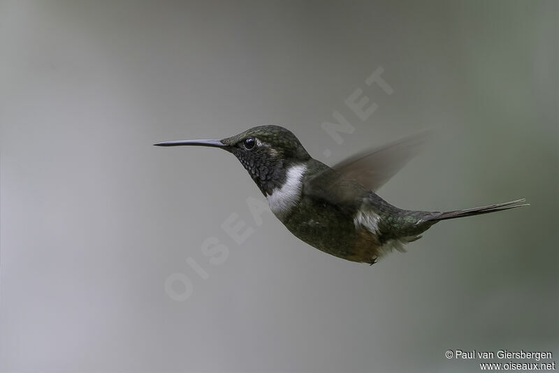 Purple-throated Woodstar male adult