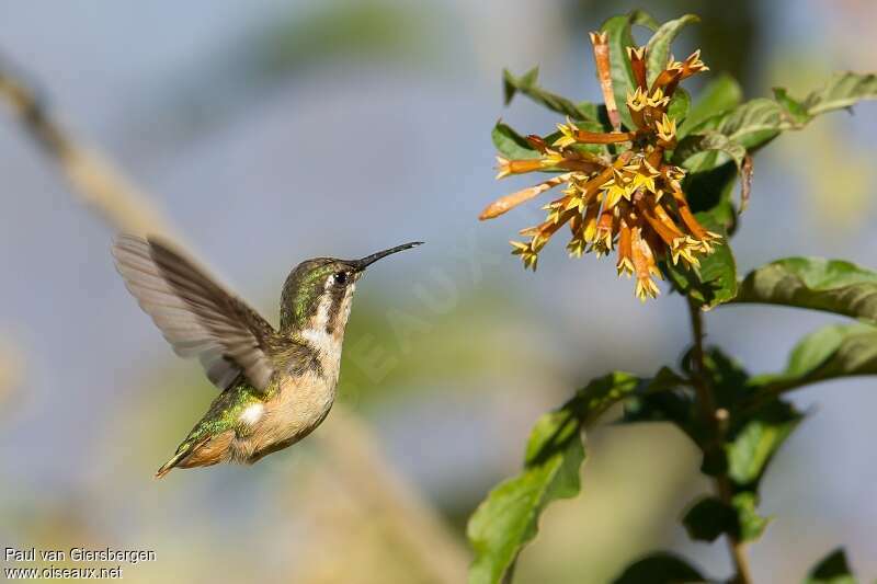 White-bellied Woodstar female adult, pigmentation, Flight, eats