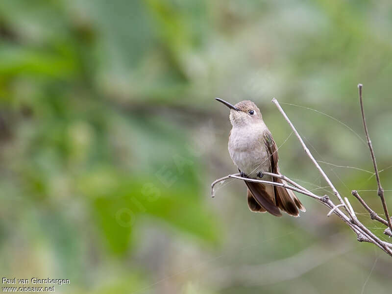 Tumbes Hummingbirdadult, close-up portrait