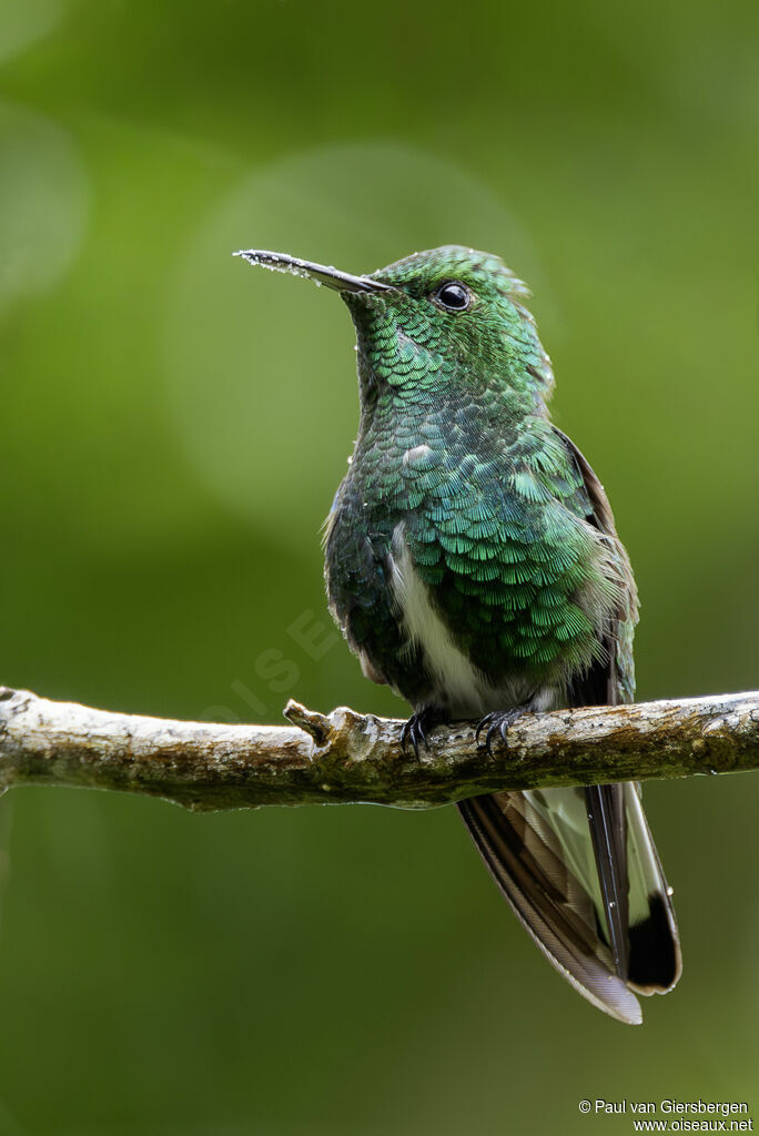 Colibri elvire mâle adulte