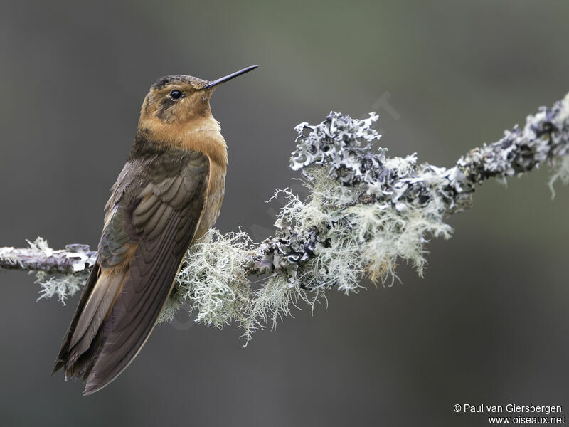 Colibri étincelantadulte