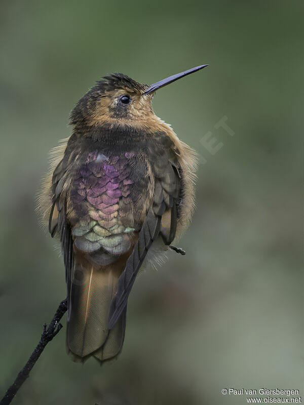 Colibri étincelantadulte