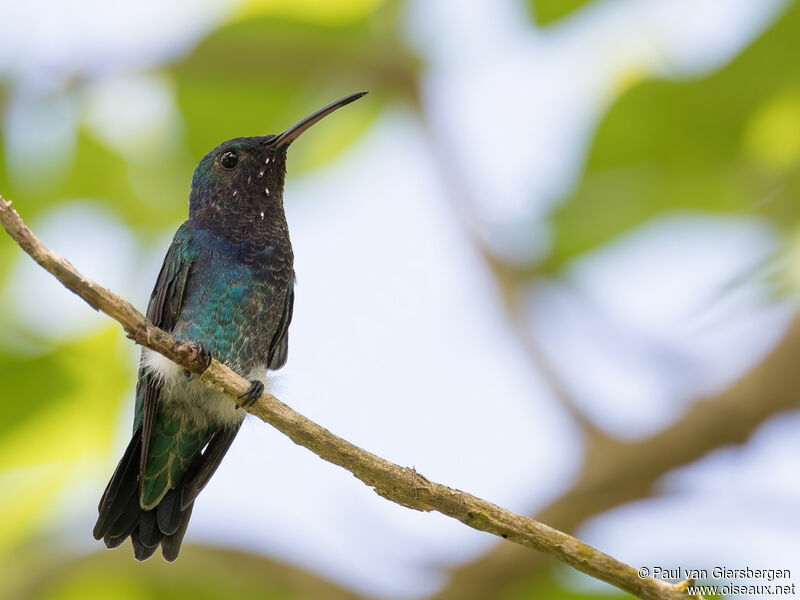 Sapphire-throated Hummingbird male adult