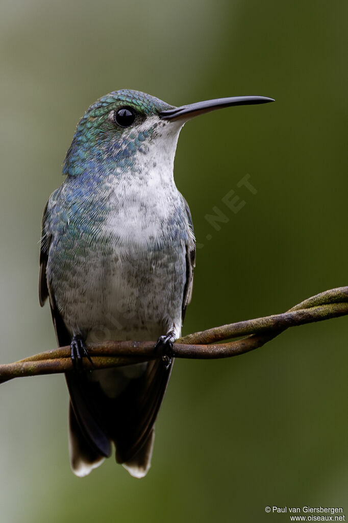 Sapphire-throated Hummingbird