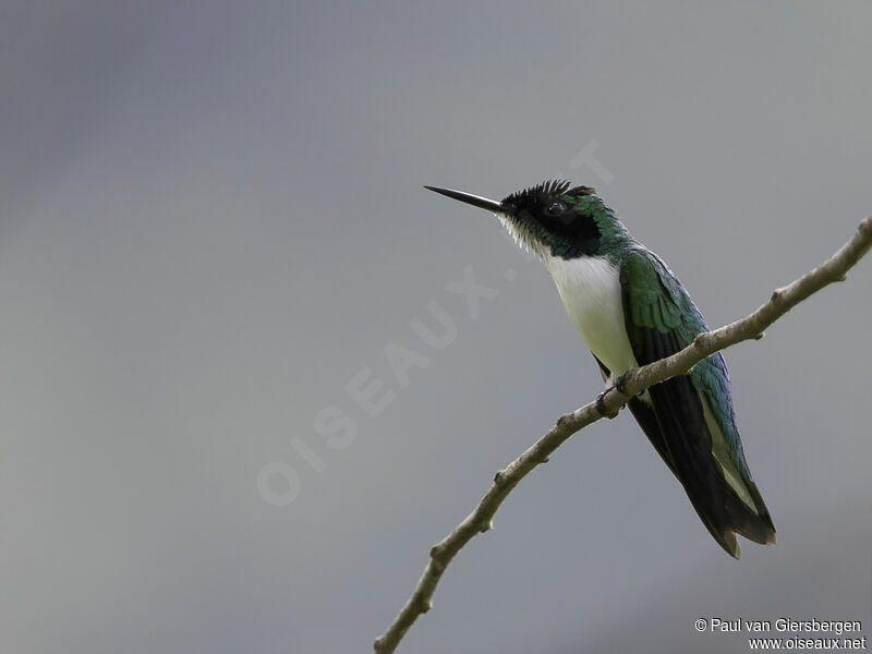 Purple-crowned Fairyadult