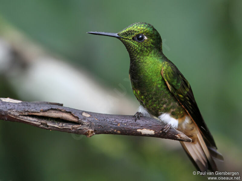 Colibri flavescentadulte