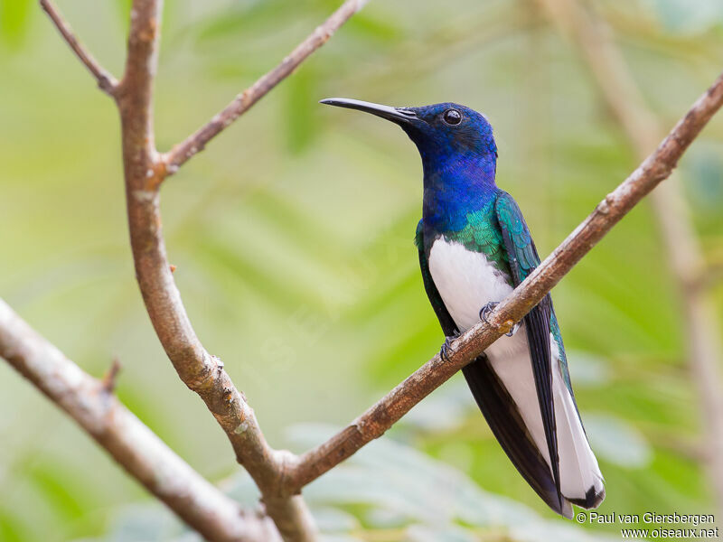 Colibri jacobin mâle adulte