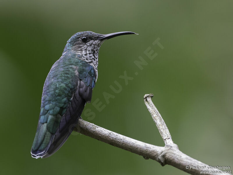 Colibri jacobin femelle adulte