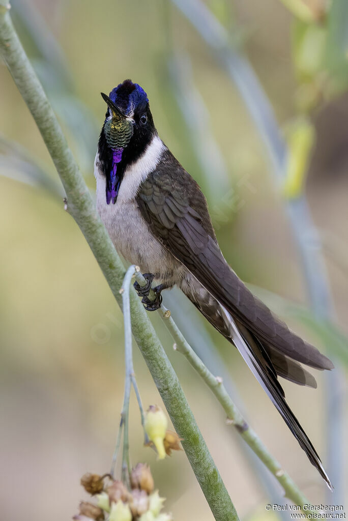 Colibri noble mâle adulte