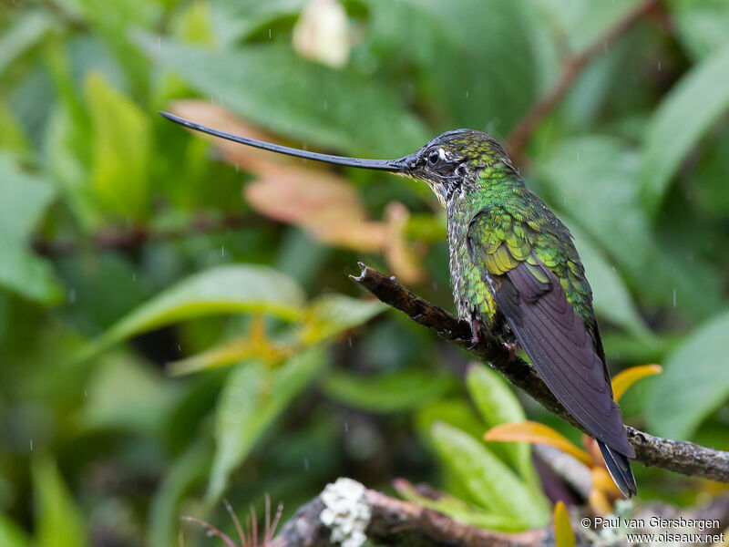 Colibri porte-épée