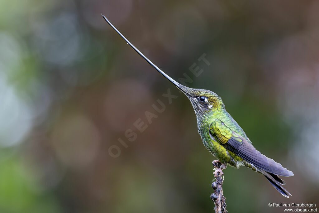 Sword-billed Hummingbird female adult
