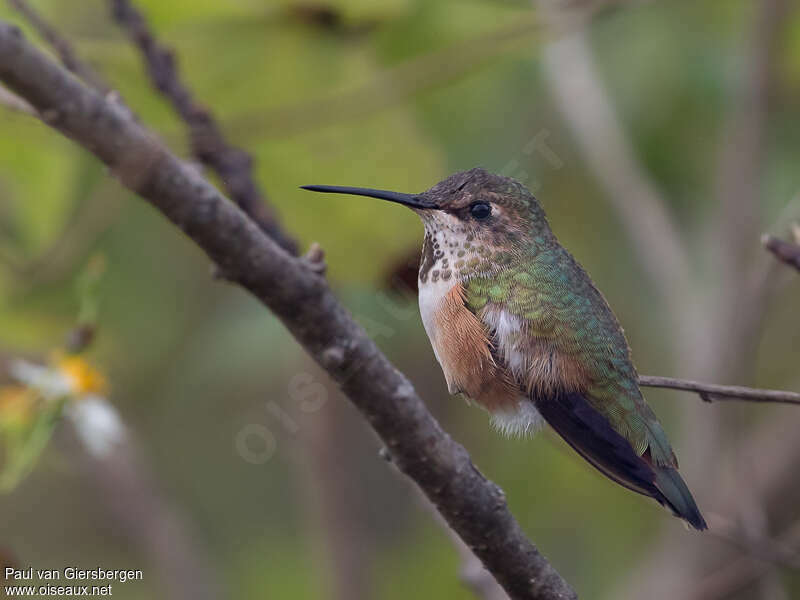 Rufous Hummingbird female adult, identification