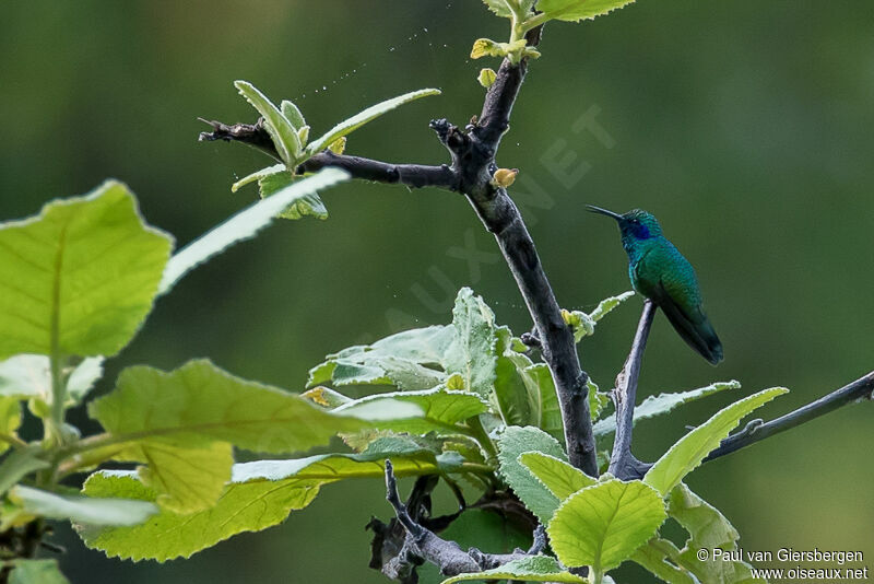 Colibri thalassin