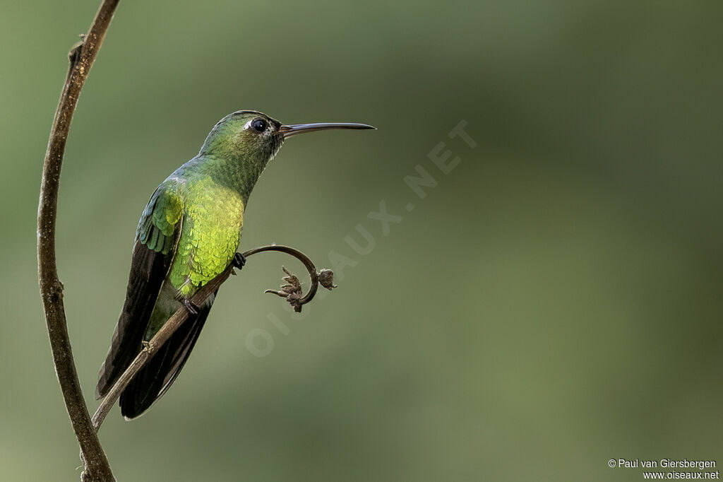Colibri tout-vertadulte