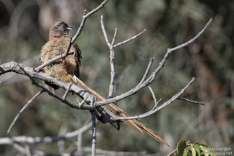 Red-backed Mousebird