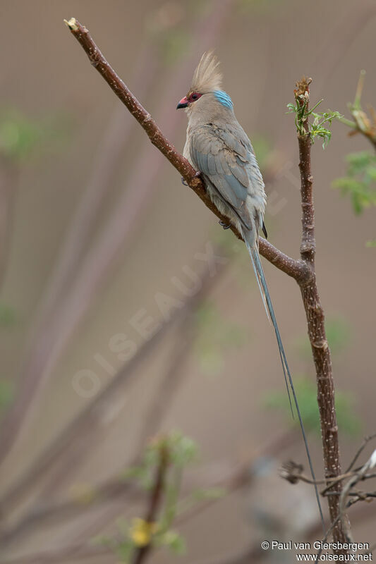 Blue-naped Mousebirdadult