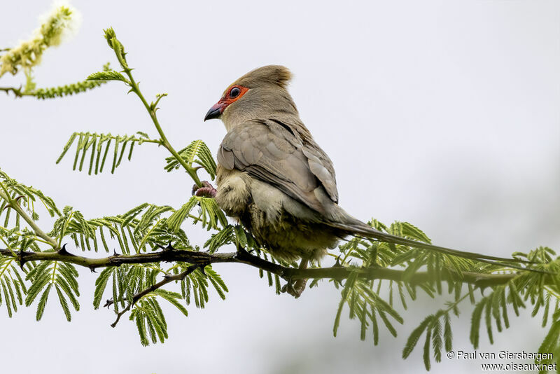 Red-faced Mousebirdadult